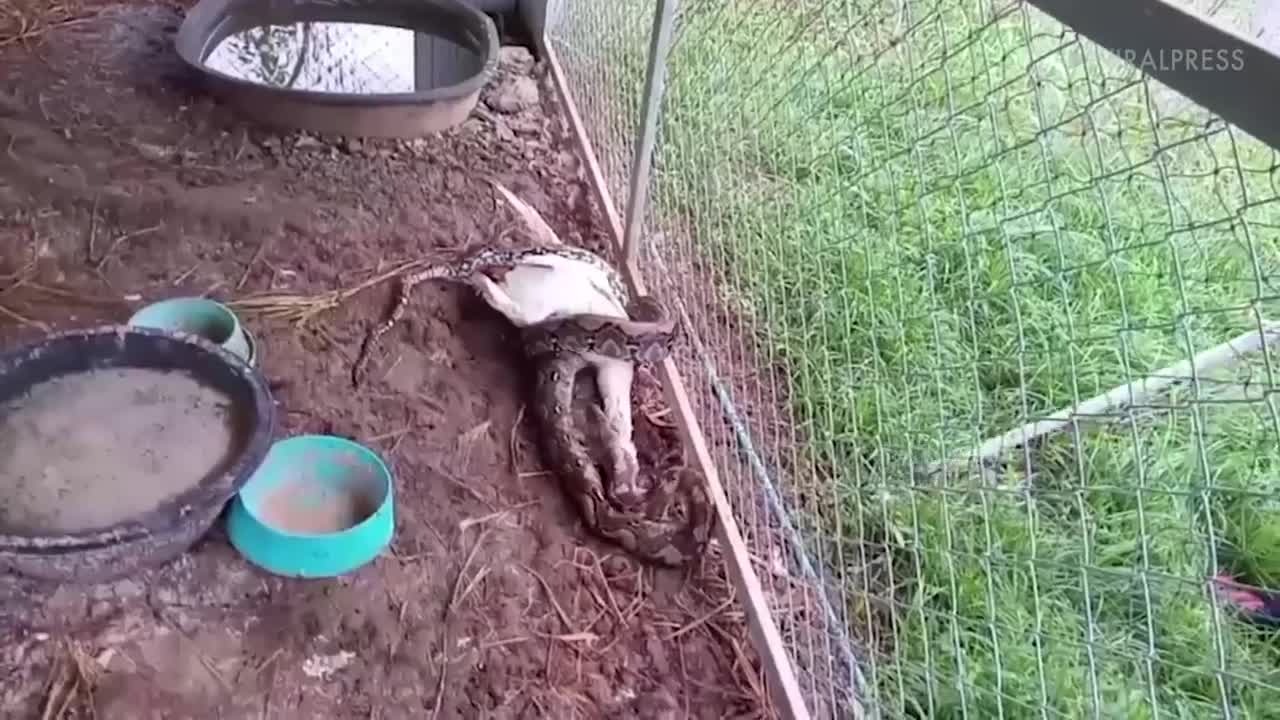 Un python tente d’avaler une oie
