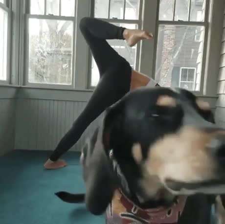 Un chien photobomb une séance de yoga