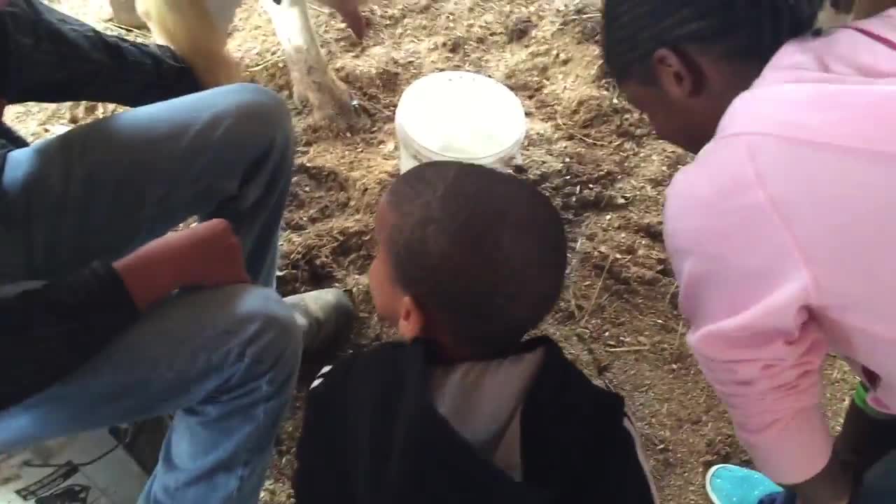 Un enfant trait une vache pour la première fois, sa réaction est énorme