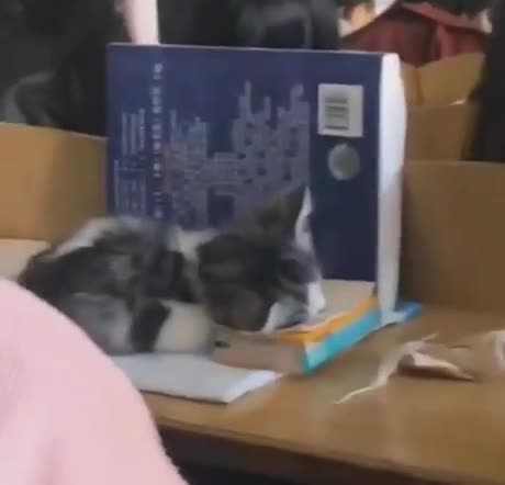 Elle a ramené son chaton en classe
