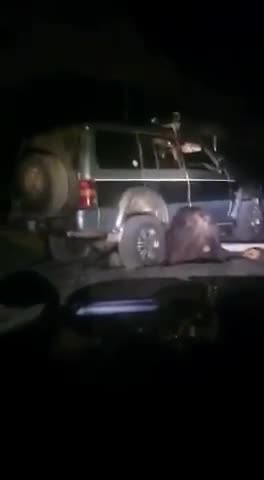Un ours attaque leur voiture en pleine nuit