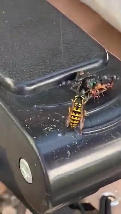 Gros combat entre une guêpe et une araignée