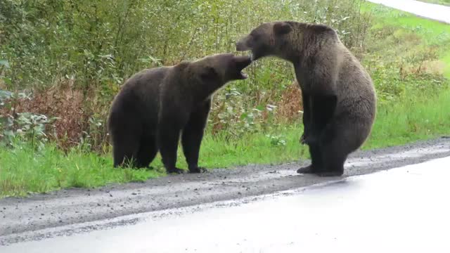 Deux grizzlies règlent leurs comptes au milieu d'une route