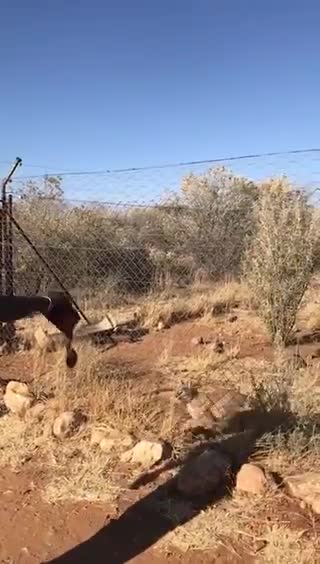 L'impressionnante détente d'un caracal