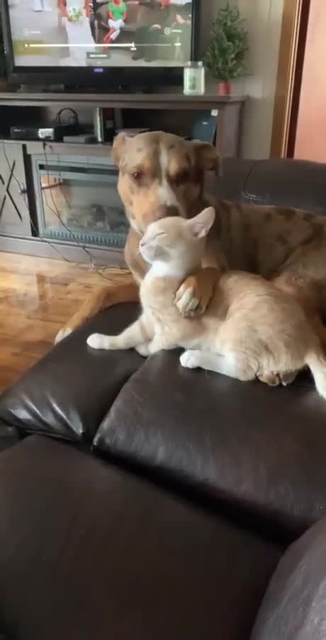 Un chien essaie de manger un chat