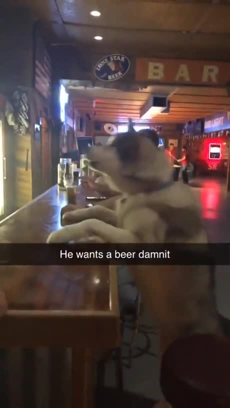 Qu'on donne une bière à ce chien !
