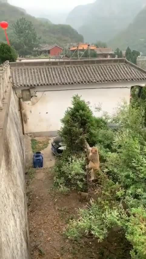 Un singe prend de l'élan avec un arbre