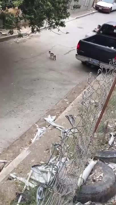 Ivre au volant, une petite fille renverse un chat