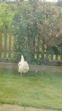 Poulet contre Pomme