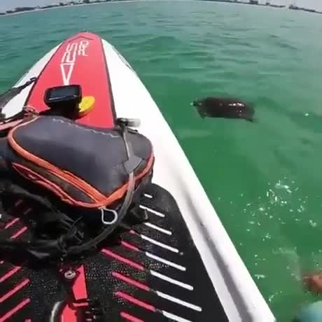 Une surfeuse sauve une tortue de mer en mauvaise posture