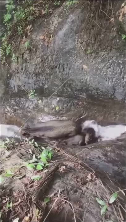 Une famille de sangliers descend une cascade