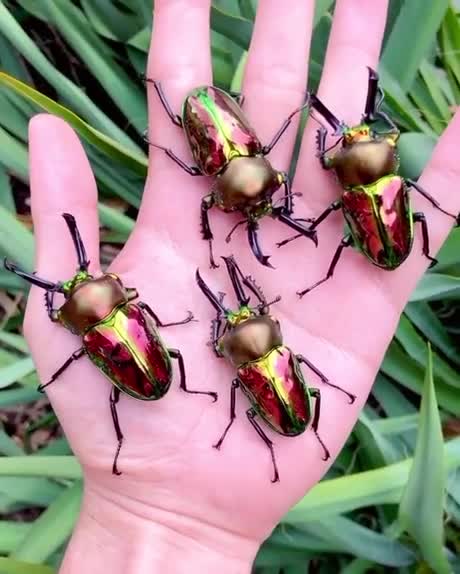 Scarabées Arc-en-Ciel (Australie)