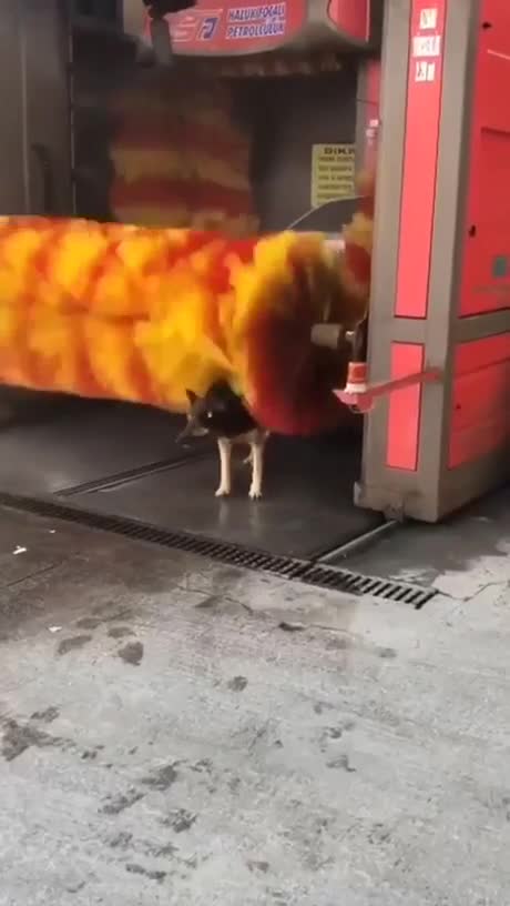 Un chien dans un lavage auto