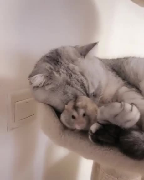 Un chat dort avec des souris