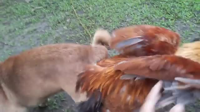 Un carlin coincé dans un coq