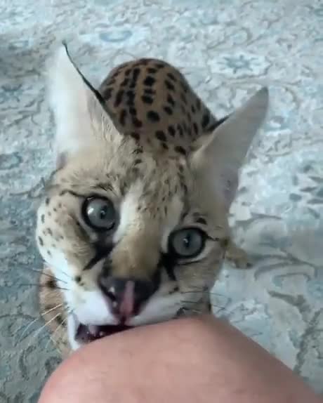 Un chat savannah trop beau pour les câlins