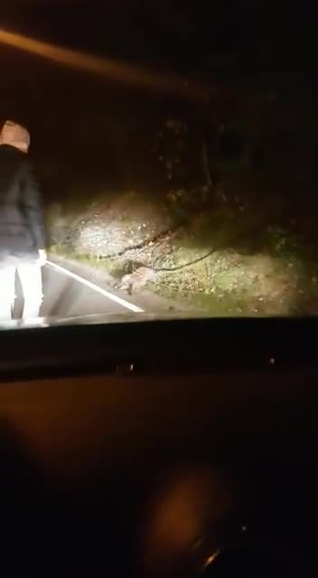 Un automobiliste aide un castor à traverser la route