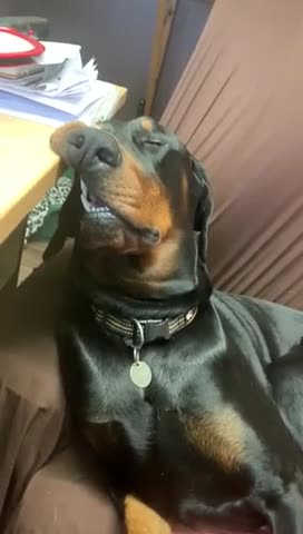 Un chien dort sur un bureau