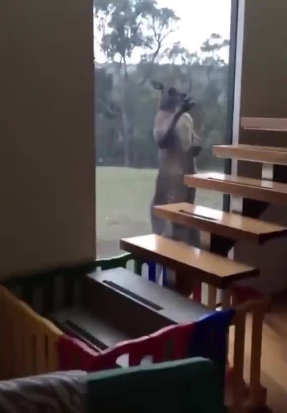 Un kangourou très énervé devant la fenêtre d'une maison
