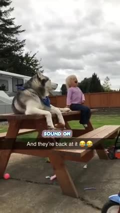 Un husky imite une petite fille