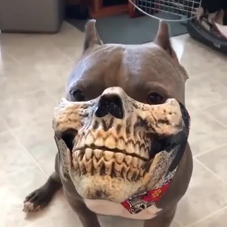 Un chien super bien dégusié pour Halloween