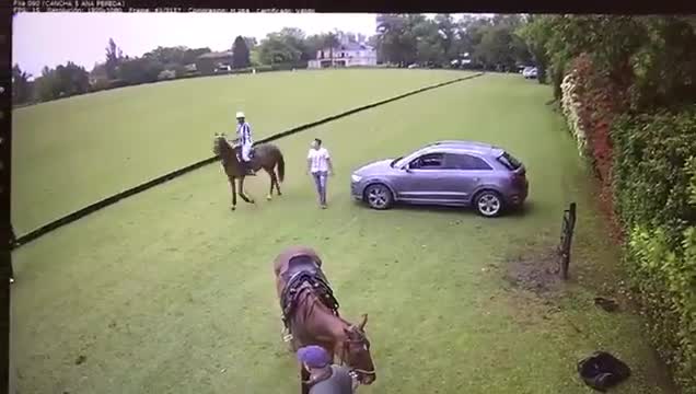 Un homme marche dans le dos d'un cheval, ça tourne mal