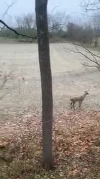 Cerf se retrouve devant une statue de cerf