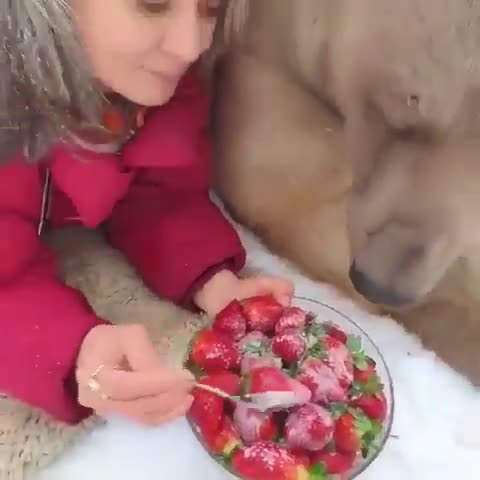 Elle donne des fraises à un ours, à la main
