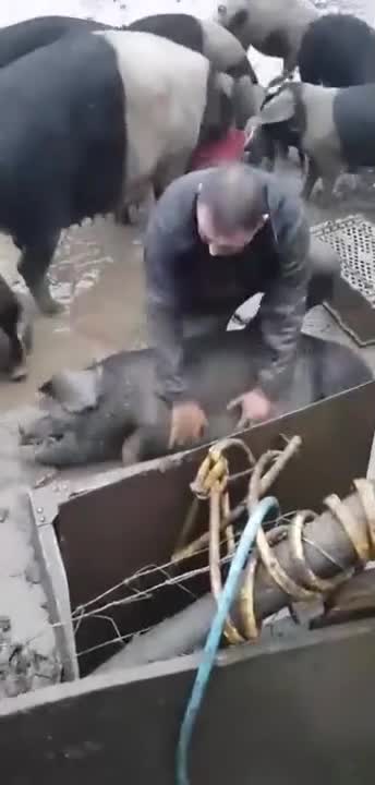 Un fermier ramène un cochon à la vie