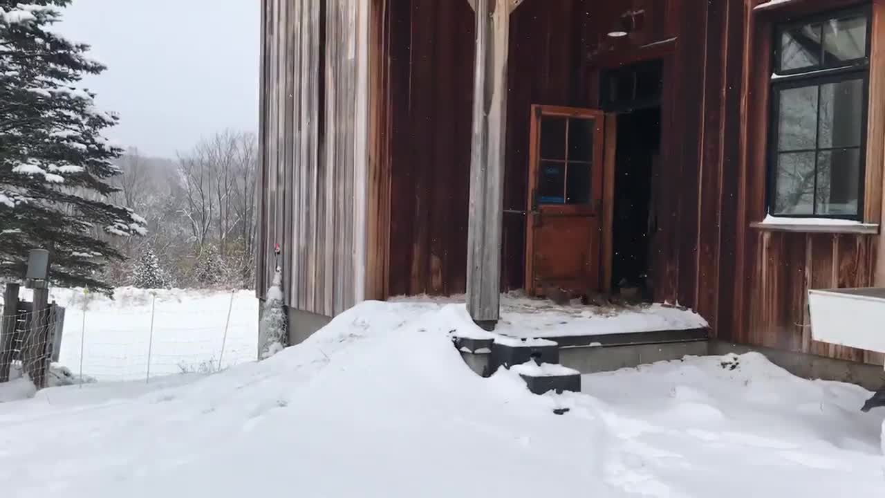 Des canards découvrent la neige
