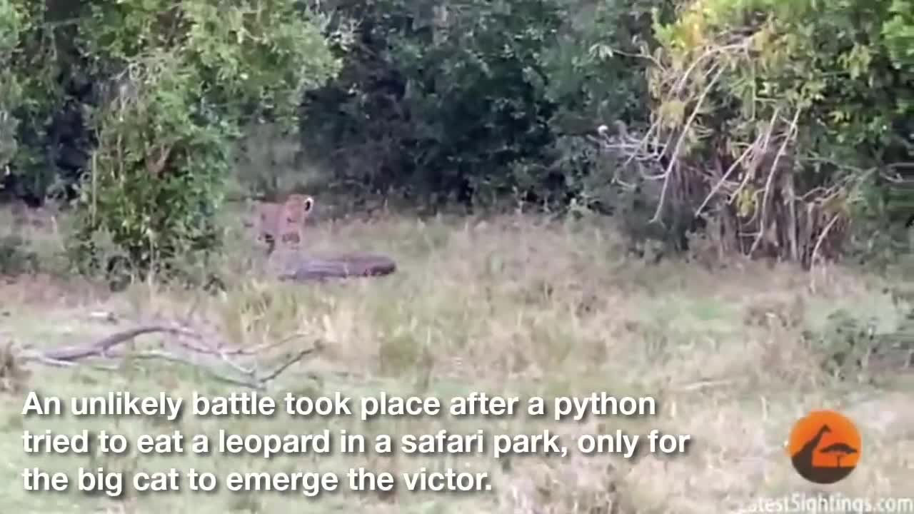 Un python attaque un léopard
