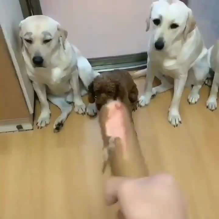 Lequel de ces chiens a mangé la saucisse ?
