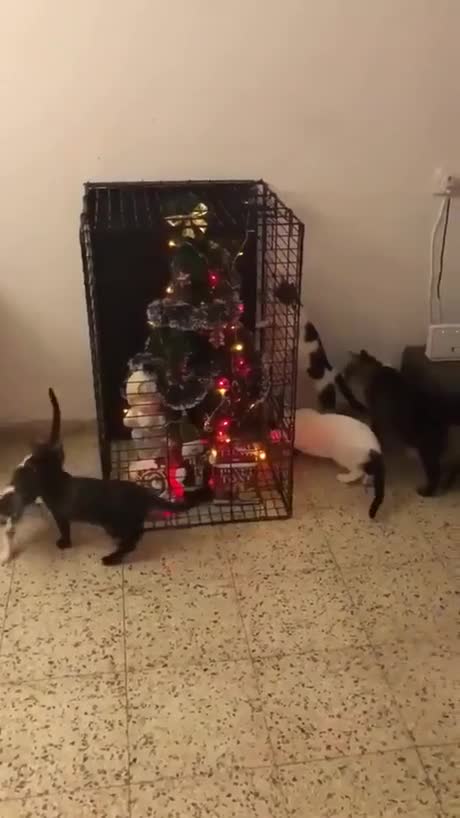 Un sapin de Noël sous haute protection