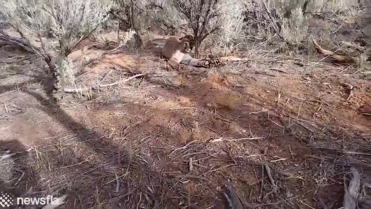 Un chasseur libère un puma coincé dans un piège