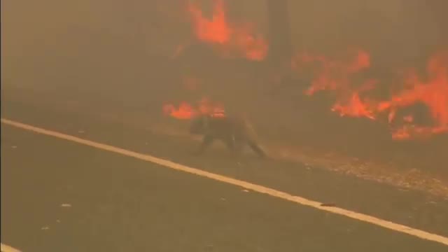 Une femme sauve un koala pris dans un incendie (Australie)