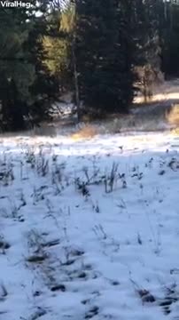 Un homme se retrouve avec une meute de loups (Wyoming)