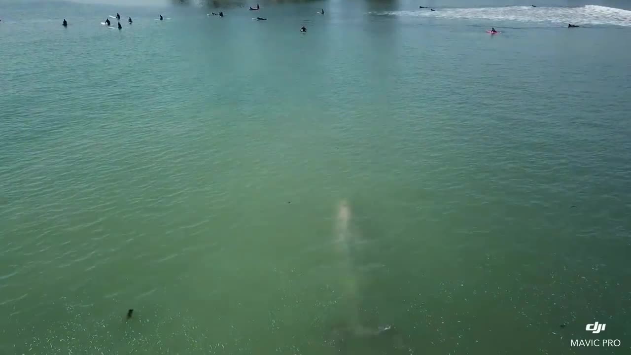 Une baleine passe sous des surfeurs (Californie)