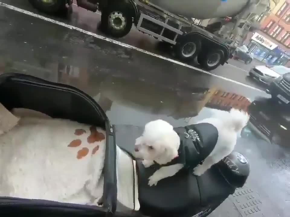 Ce chien adore les balades à moto