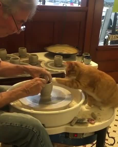 Un chat fait de la poterie