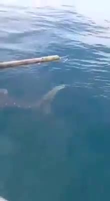 Un requin-baleine demande de l'aide à des pêcheurs