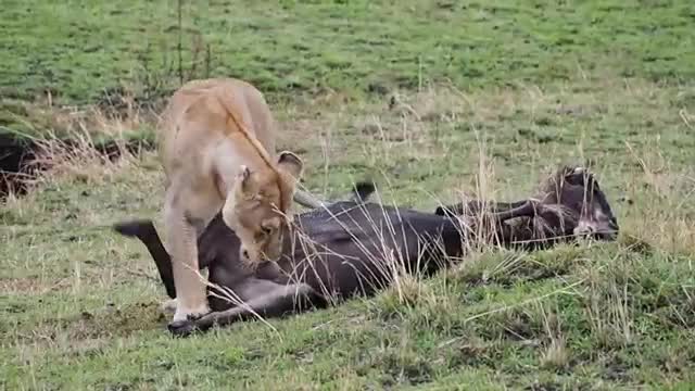 Cette lionne connait le sot-l'y-laisse du gnou