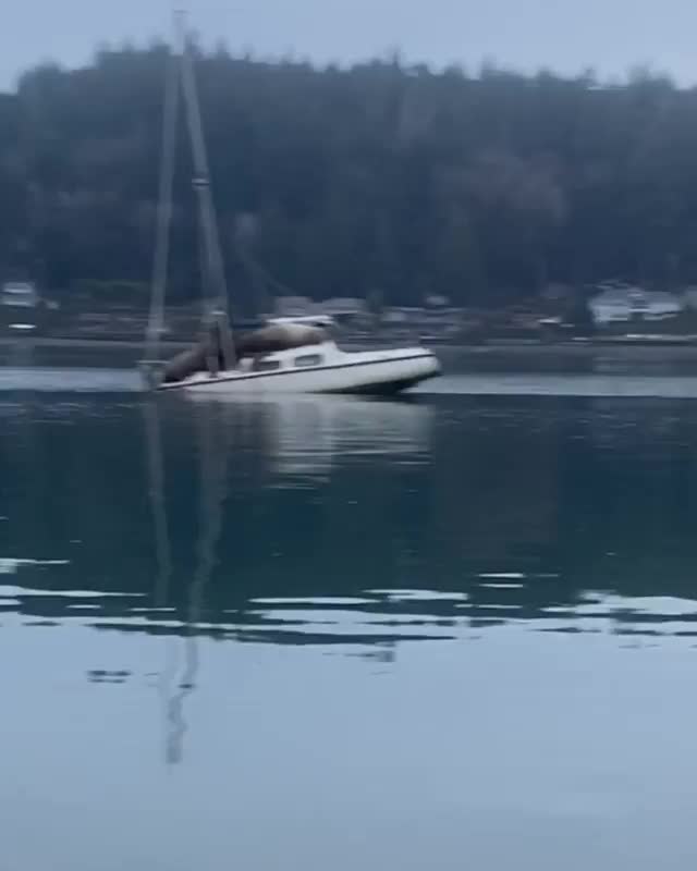 Deux lions de mer montent sur un petit bateau