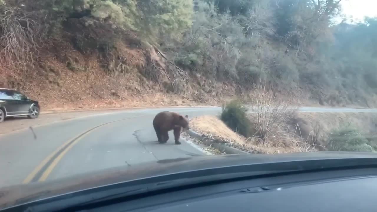 Rencontre entre un chien et un ours