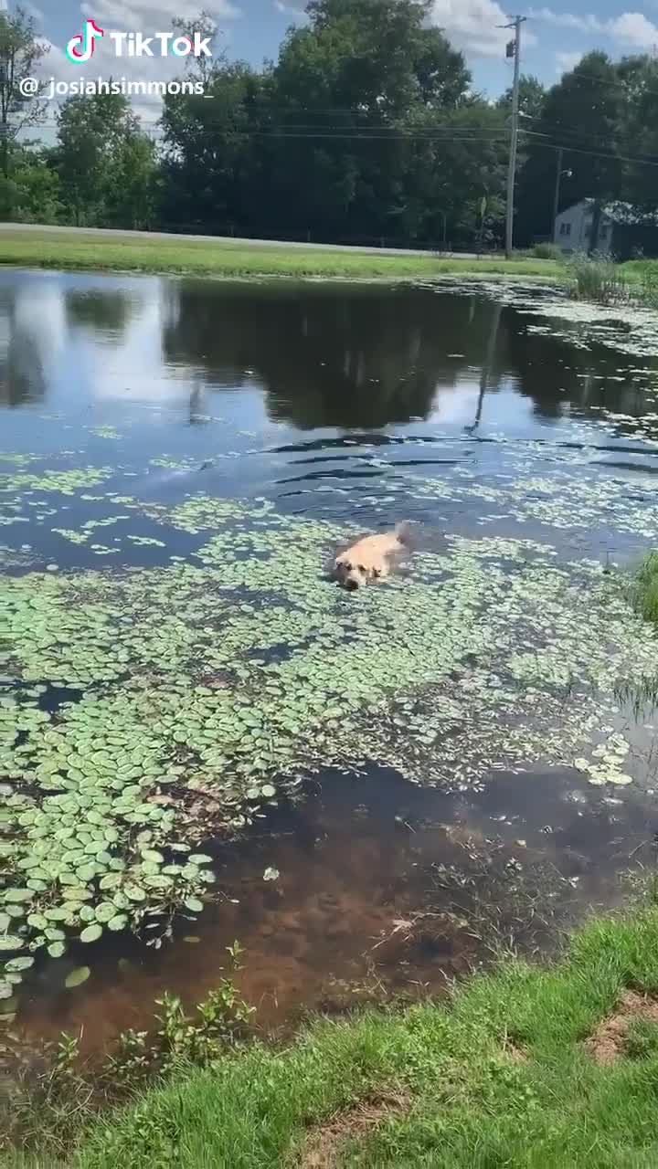 Un chien joue dans l'eau et boit la tasse
