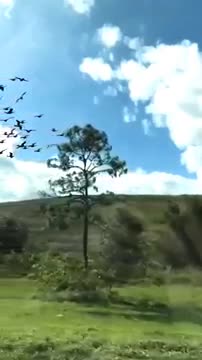 Des oiseaux en slow motion