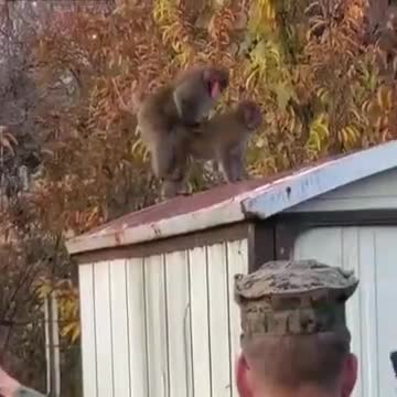 Ces macaques ne veulent pas finir sur Pornhub