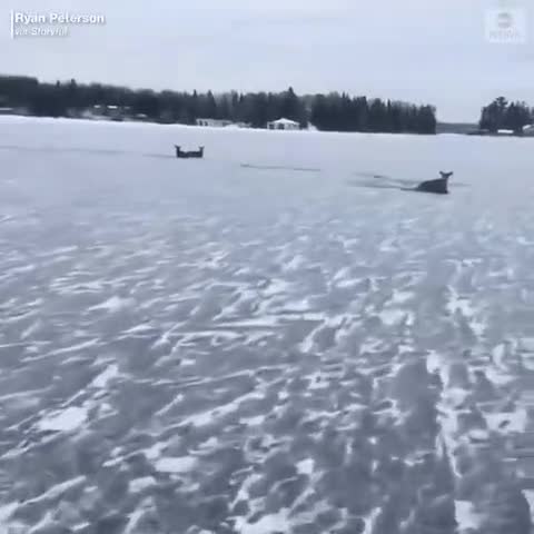 Un homme sauve sauve des cerfs coincé dans un lac gelé (Canada)
