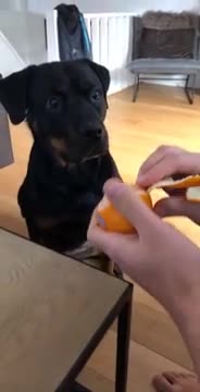 Ce chien adore les clémentines