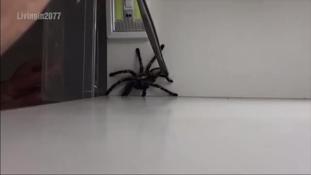 Comment &quot;presque&quot; attraper une grosse araignée