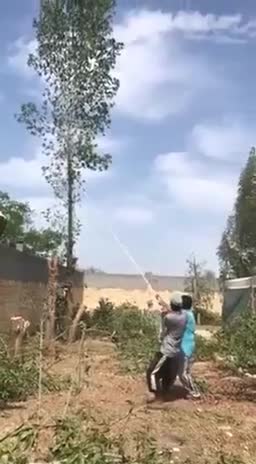 Deux Régis essayent d’abattre un arbre